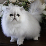 Anime cat!