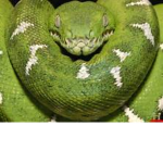 Snake Eye Clan