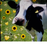 SWAG COWC