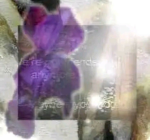 Flower lake -