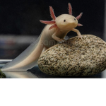 Kingdom of the Axolotls