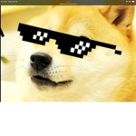 WE ARE THE DOGE’S