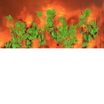 cilantro funeral 
