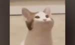 貓貓保護協會