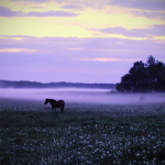 lavender field eq