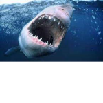 Shark bite clan