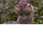 CHIPMUNK FANGROUP