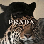 Mola Brand