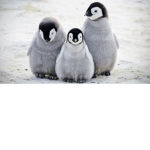 Penguin fan gang