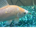 #officialfishgroup