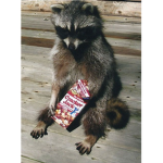 Raccoonzz