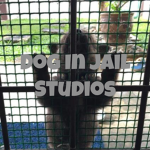 dog in jail Studios