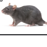 RAT ARMY!!!!!!!!!