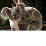 Koalas need u