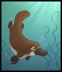 platypus
