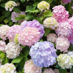 ୨୧ Flower Garden ୨୧