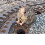 RatMIlkybean