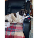 Spring Spaniel sqaud