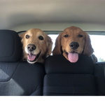 Golden retrievers doggo group