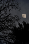 The Little Moonies :D