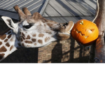 giraffe gamer!