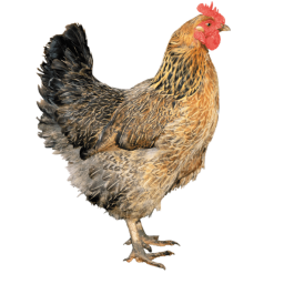 Washington Chickens home arena