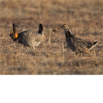 Prairie Chickens