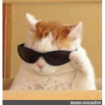 Cool cats meow meow