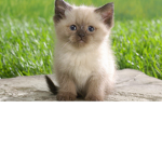 Cutie : 3