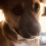 Alexcookie