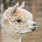 The Drama Llamas