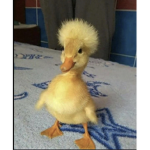 The Mini Ducks