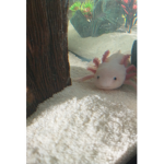 Axolotl tears