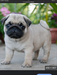 Puggy the awesome cutie