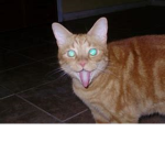 KILLER CATZ