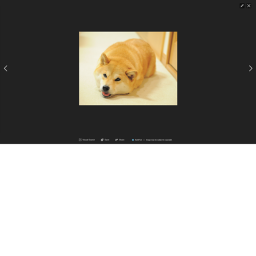 dog