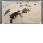 Turtle eggs