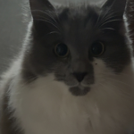 meowsta’