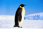 Penguin(C)