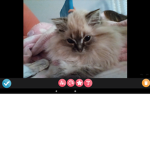 Crazy cat lady sqaud