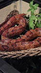 Snekity Sneks