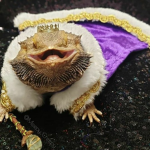 join if love bearded dragons