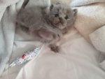 Les kitto