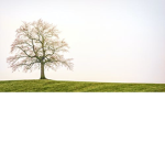 tree three