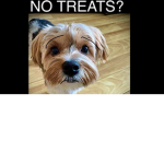 Puppy Dogs Go