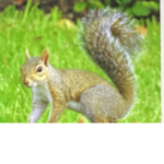 Squirrel_clan123