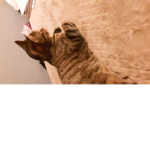 CATTTTSSSS