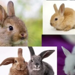 Bunni Bunni Bunni Bunni Bunni Obby! [UPDATE 1]