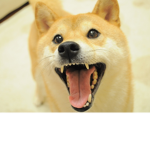 Doge Appreciation Group!