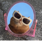 Cool cat's group